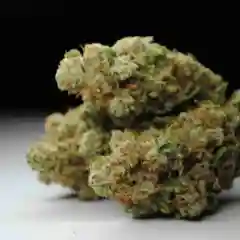 Dutch Treat Marijuana Strain