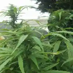 Early Girl Marijuana Strain