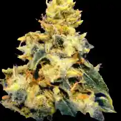 Early Pearl Marijuana Strain