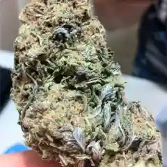 Earthquake Marijuana Strain