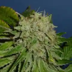 El Nino Marijuana Strain