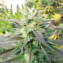 Emerald Headband Marijuana Strain