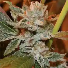 Fire Alien Kush Marijuana Strain