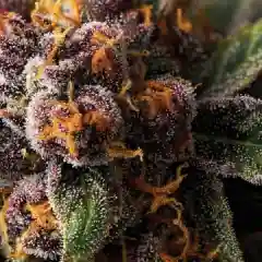 Forbidden Fruit Marijuana Strain