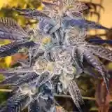 Girl Scout Cookies - GSC marijuana