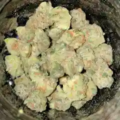 Girl Scout Cookies - GSC Marijuana Strain