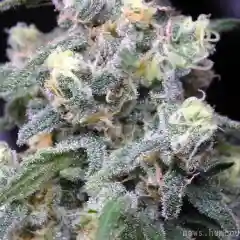 God Bud - BC God Bud Marijuana Strain