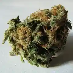 God Bud - BC God Bud marijuana
