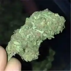Gooberry - Goo Berry Marijuana Strain