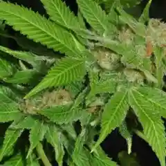 Good Medicine Marijuana Strain