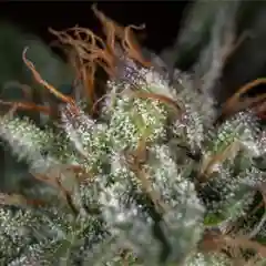 Grand Hindu Marijuana Strain
