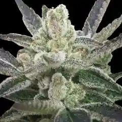 Grand Hindu marijuana