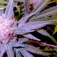 Granddaddy Purple - GDP - Granddaddy Purp marijuana