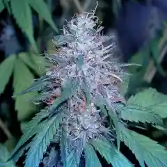 Grape Kush marijuana