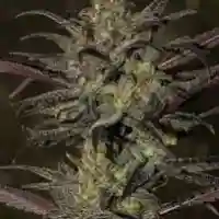 Grapefruit Diesel Marijuana Strain