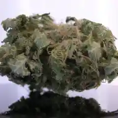 Grapefruit Marijuana Strain
