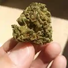 Green Crack marijuana