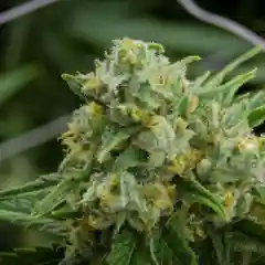 Green Crack Marijuana Strain