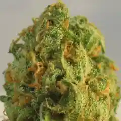 Green Ribbon Marijuana Strain