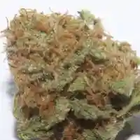Harlequin Marijuana Strain