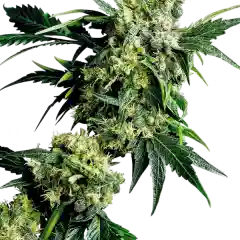 Hash Plant - Hashplant Marijuana Strain