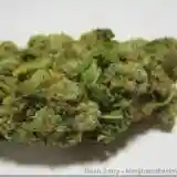 Hashberry Marijuana Strain