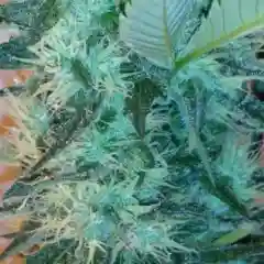 Hashberry marijuana