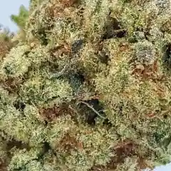 Hawaiian Fire Marijuana Strain