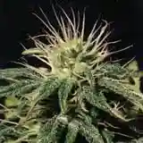 Hawaiian Sativa marijuana