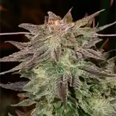 Hawaiian Snow Marijuana Strain