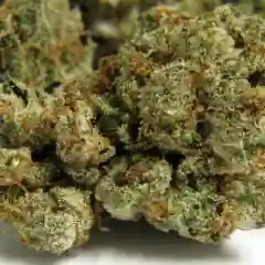 Headband Marijuana Strain