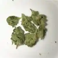 Hell's OG - Hells Angel OG - HA OG Marijuana Strain