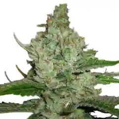 Hindu Kush - Hindi Kush marijuana