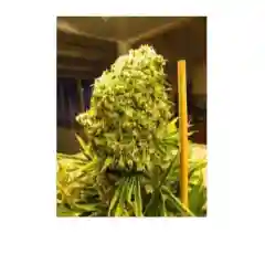 Hindu Kush - Hindi Kush marijuana