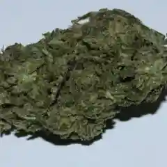 Hippie Crippler Marijuana Strain
