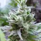 Hollands Hope Marijuana Strain