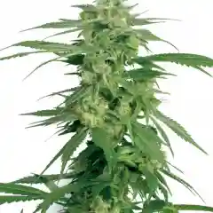 Hollands Hope marijuana