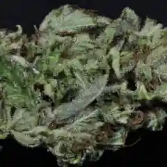 Hong Kong Marijuana Strain