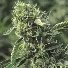 Humboldt Marijuana Strain