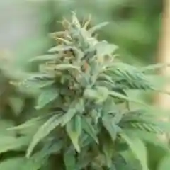 Humboldt Snow Marijuana Strain