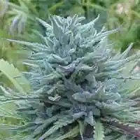 Ice Marijuana Strain