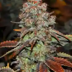 Indiana Bubblegum Marijuana Strain