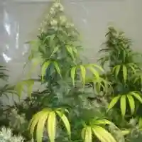Island Sweet Skunk - Sweet Skunk Island - ISS marijuana