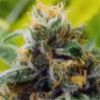 Island Sweet Skunk - Sweet Skunk Island - ISS marijuana