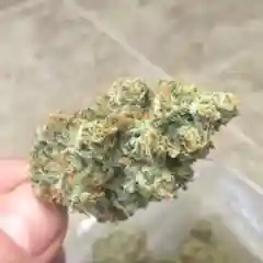 J-27 Marijuana Strain