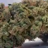Jack Frost Marijuana Strain