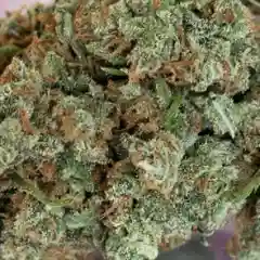 Jack Herer marijuana
