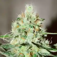 Jack Kush Marijuana Strain