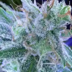 Jack the Ripper Marijuana Strain