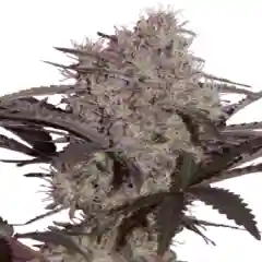 Jack Widow Marijuana Strain